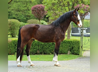 KWPN, Gelding, 4 years, 17.1 hh, Brown