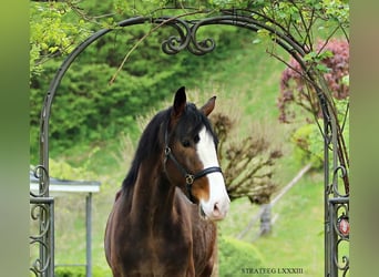 KWPN, Gelding, 4 years, 17.1 hh, Brown