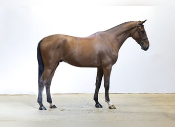 KWPN, Gelding, 4 years, 17.1 hh, Brown