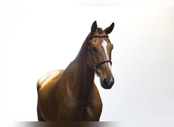 KWPN, Gelding, 4 years, 17.1 hh, Brown