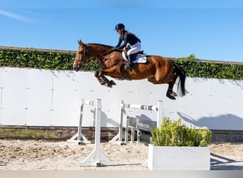 KWPN, Gelding, 4 years, 17.1 hh, Brown