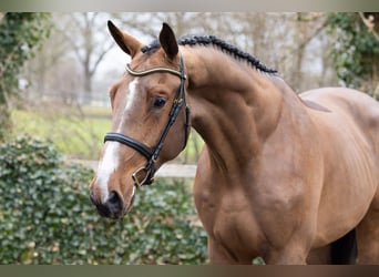 KWPN, Gelding, 4 years, 17.2 hh