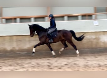 KWPN, Gelding, 4 years, 17 hh, Bay-Dark