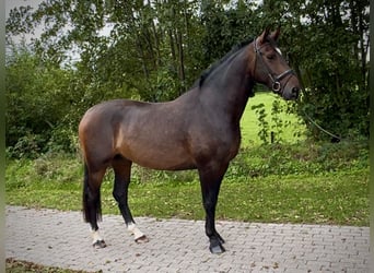 KWPN, Gelding, 4 years, 17 hh, Bay-Dark