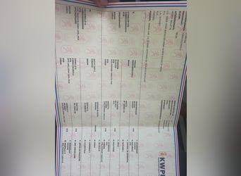 KWPN, Gelding, 4 years, 17 hh, Bay-Dark