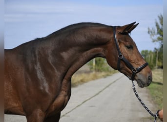 KWPN, Gelding, 4 years, 17 hh, Bay-Dark