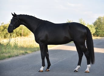 KWPN, Gelding, 4 years, 17 hh, Black