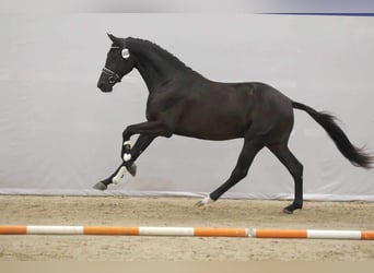KWPN, Gelding, 4 years, 17 hh, Black