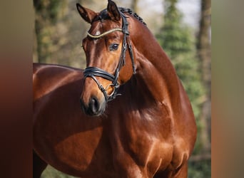 KWPN, Gelding, 4 years, 17 hh, Brown
