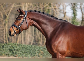 KWPN, Gelding, 4 years, 17 hh, Brown