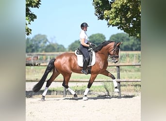 KWPN, Gelding, 4 years, 17 hh, Brown