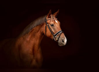 KWPN, Gelding, 4 years, 17 hh, Chestnut