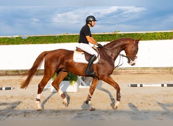 KWPN, Gelding, 4 years, 17 hh, Chestnut-Red