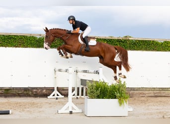 KWPN, Gelding, 4 years, 17 hh, Chestnut-Red
