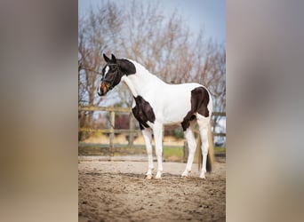 KWPN, Gelding, 4 years, 17 hh, Tobiano-all-colors