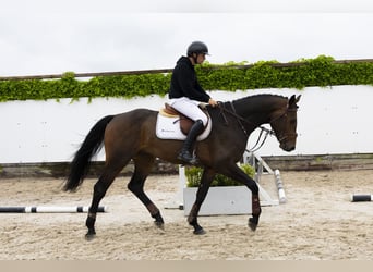 KWPN, Gelding, 4 years, 17,1 hh, Bay-Dark
