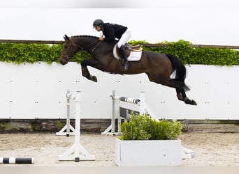 KWPN, Gelding, 4 years, 17,1 hh, Bay-Dark