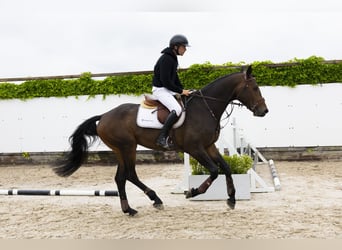 KWPN, Gelding, 4 years, 17,1 hh, Bay-Dark