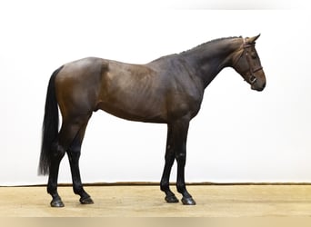 KWPN, Gelding, 4 years, 17,1 hh, Bay-Dark