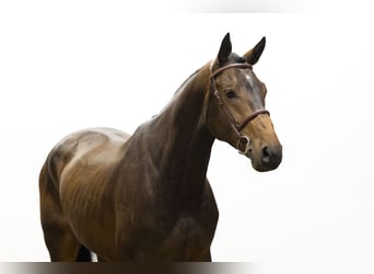KWPN, Gelding, 4 years, 17,1 hh, Bay-Dark
