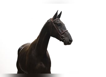 KWPN, Gelding, 4 years, 17,1 hh, Black