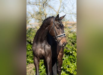 KWPN, Gelding, 4 years, 17,1 hh, Brown