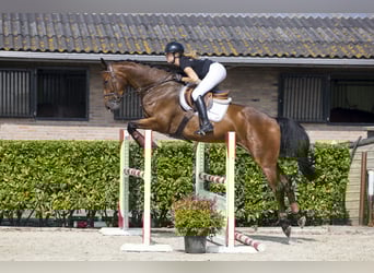 KWPN, Gelding, 4 years, Brown