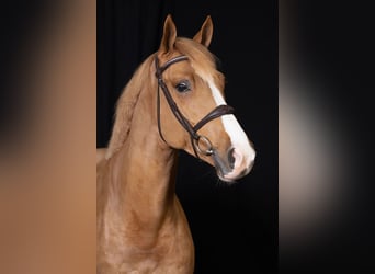 KWPN, Gelding, 4 years, Chestnut-Red