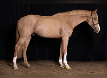 KWPN, Gelding, 4 years, Chestnut-Red