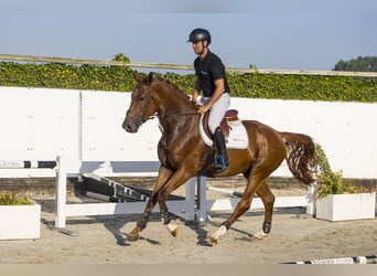 KWPN, Gelding, 4 years, Chestnut-Red