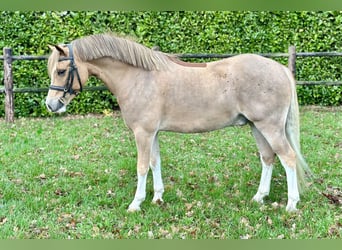 KWPN, Gelding, 5 years, 12,1 hh, Chestnut-Red