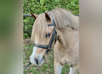 KWPN, Gelding, 5 years, 12,1 hh, Chestnut-Red