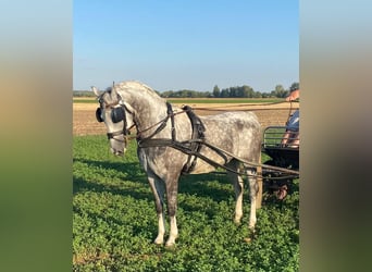 KWPN, Gelding, 5 years, 15.1 hh, Grey