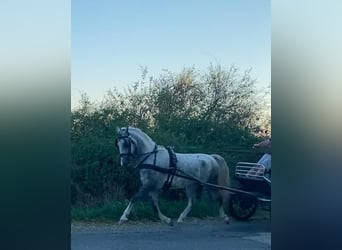 KWPN, Gelding, 5 years, 15.1 hh, Grey