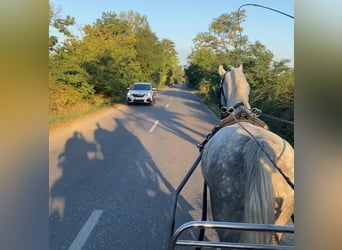 KWPN, Gelding, 5 years, 15.1 hh, Grey