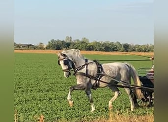 KWPN, Gelding, 5 years, 15.1 hh, Grey