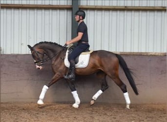 KWPN, Gelding, 5 years, 15.2 hh, Bay-Dark