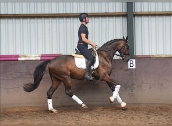 KWPN, Gelding, 5 years, 15.2 hh, Bay-Dark