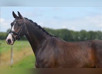 KWPN, Gelding, 5 years, 15.2 hh, Bay-Dark