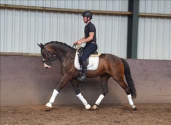 KWPN, Gelding, 5 years, 15.2 hh, Bay-Dark