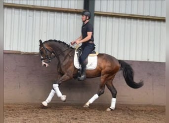 KWPN, Gelding, 5 years, 15.2 hh, Bay-Dark