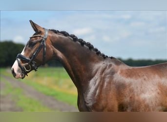 KWPN, Gelding, 5 years, 15.2 hh, Bay-Dark