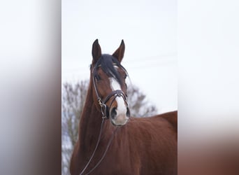 KWPN, Gelding, 5 years, 15.3 hh, Brown