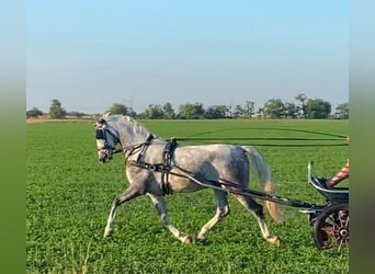 KWPN, Gelding, 5 years, 15,1 hh, Grey