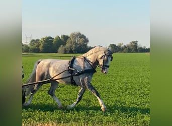 KWPN, Gelding, 5 years, 15,1 hh, Grey