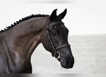 KWPN, Gelding, 5 years, 15,2 hh