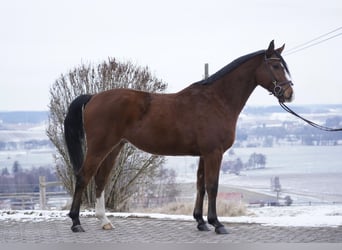 KWPN, Gelding, 5 years, 15,3 hh, Brown