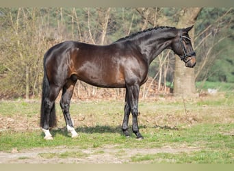 KWPN, Gelding, 5 years, 16.1 hh, Bay-Dark