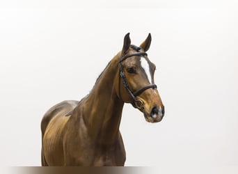KWPN, Gelding, 5 years, 16.1 hh, Bay-Dark