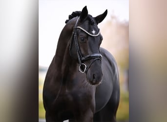 KWPN, Gelding, 5 years, 16.1 hh, Black